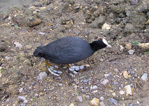 A black bird with a white head and beak, the coot has yellow legs and white feet which look as if they are inflated for buoyancy!